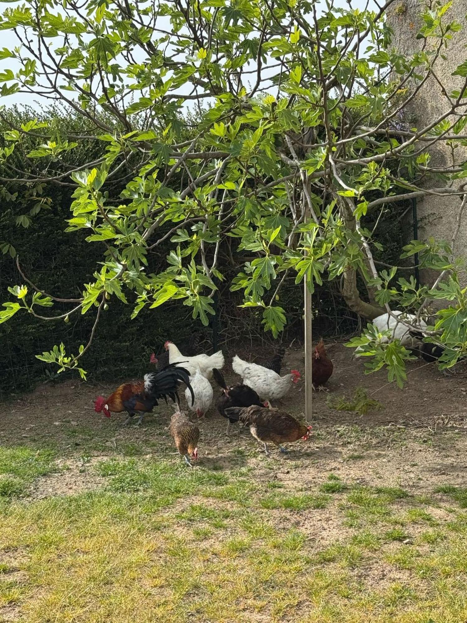 Gite A La Ferme Le Rousset エクステリア 写真